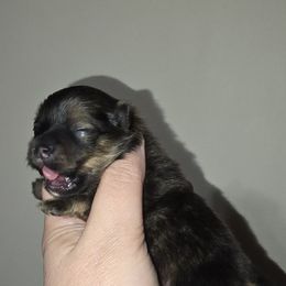 Boy 1 - Red sable male Pomeranian puppy in Meherrin, Virginia from Traveling Poms