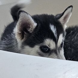Pomsky Puppies from Peoria Pomskies
