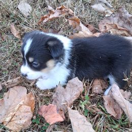 BWGIRL - Black and tan female Pembroke Welsh Corgi puppy in Gaffney, South Carolina from Battlefield Kennels