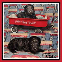 Tess - Black female Schnoodle puppy in Lebanon, Missouri from Cedar Glades Canines
