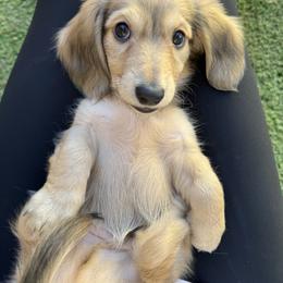 Dachshund Puppies from Tucson Dachshund Co.
