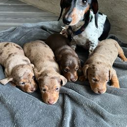 Dachshund Puppies from Larsh L❤️VE Miniature Dachshunds
