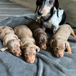 Dachshund Puppies from Larsh L❤️VE Miniature Dachshunds