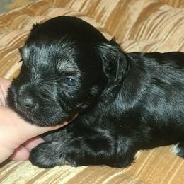 Annika - Black and silver female Miniature Schnauzer puppy in Graham, Washington from Kristy's French Bulldogs & Mini Schnauzers