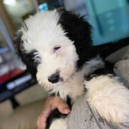 Bernedoodles, Cavapoos, Goldendoodles, Poodles, and Sheepadoodles from Sunflower Doodles