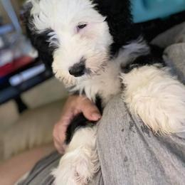 Bernedoodles, Cavapoos, Goldendoodles, Poodles, and Sheepadoodles from Sunflower Doodles
