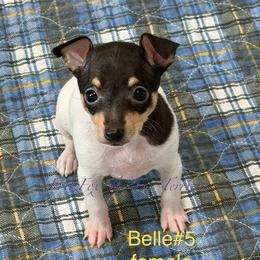 Girl 5 - White black and tan female Toy Fox Terrier puppy in Wayne, Oklahoma from FritzFox Toy Fox Terriers