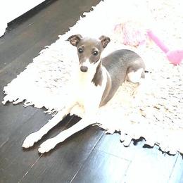 Paisley - Italian Greyhound