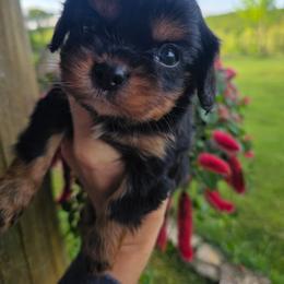 Honey - Black and tan male Cavalier King Charles Spaniel puppy in Springfield, Missouri from Caney Mountain Cavaliers LLC