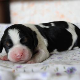 Iris - Black white and tan male English Springer Spaniel puppy in Winfield, Tennessee from Murphy Farms and Springers