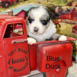 Blue Duck - Blue merle male Miniature Australian Shepherd puppy in Ronan, Montana from Dirt Road Aussie’s of Montana