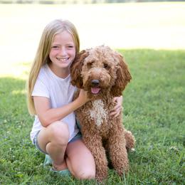 Sophie - Labradoodle
