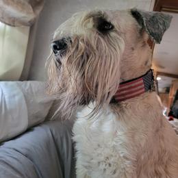 Poodles, Soft Coated Wheaten Terriers, and Whoodles from Green Mountain Kennel