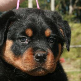 Rottweiler Puppies from Darkstarr Rottweilers
