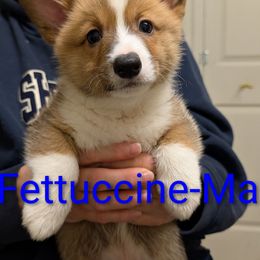 Fettuccine - Red male Pembroke Welsh Corgi puppy in Berkeley Springs, West Virginia from Hummingbird Farm
