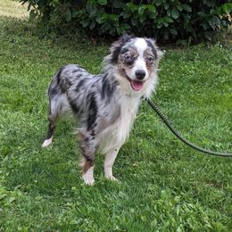 Jed (Blue-eyed, Blue Merle, Blue Eyes) - Blue merle Miniature Australian Shepherd puppy in Canyonville , Oregon from Circle E Aussies