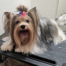Ellie - Biewer Terrier