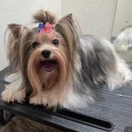 Ellie - Biewer Terrier