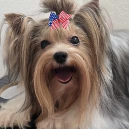 Ellie - Biewer Terrier