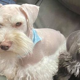 Miniature Schnauzers from Panhandle Schnauzers