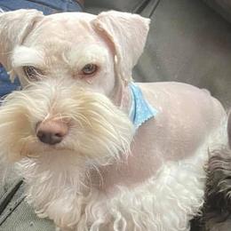 Miniature Schnauzers from Panhandle Schnauzers