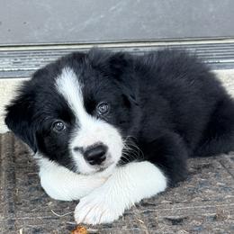 Purple - Black and white male Border Collie puppy in Harlingen, Texas from KAR3 Farms