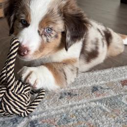 Australian Shepherd and Miniature American Shepherd Puppies from Alolan Angel Aussies