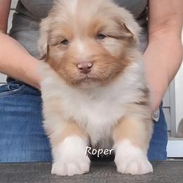 Roper - Red merle male Australian Shepherd puppy in Clover, Virginia from Four Winds Australian Shepherds