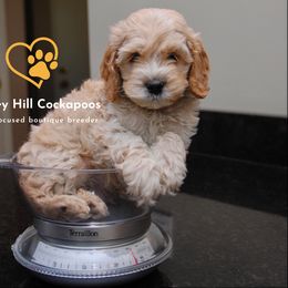 Cockapoo Puppies from Chesley Hill Cockapoos