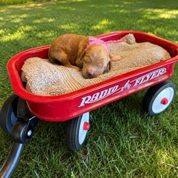 Brook - Red  female Goldendoodle puppy in Boise, Idaho from Goldendoodle Baby