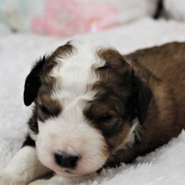 Bernedoodle and Goldendoodle Puppies from Paramount Family Doodles