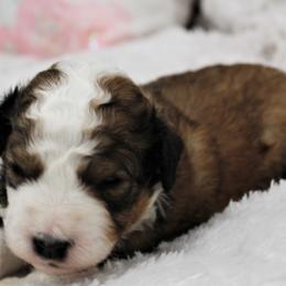 Bernedoodle and Goldendoodle Puppies from Paramount Family Doodles