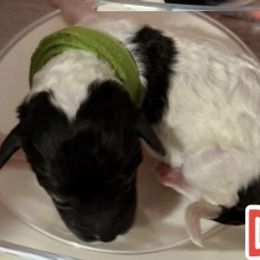 Dex - Parti male Poodle puppy in Iva, South Carolina from Canoe Creek Spoos