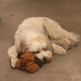 Tibetan Terrier All Grown Up from Kham Ra Tibetans