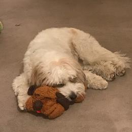 Tibetan Terrier All Grown Up from Kham Ra Tibetans