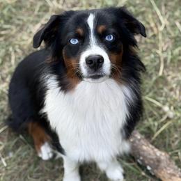 Miniature Australian Shepherds from Brijet Knipp