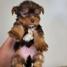 Yorkshire Terrier Puppies from Glitter And Glitz Yorkies