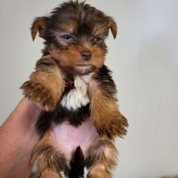 Yorkshire Terrier Puppies from Glitter And Glitz Yorkies