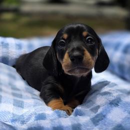Biscuit - Black and tan male Dachshund puppy in Lady Lake, Florida from K Rae's Dachshunds