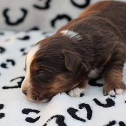 Dixie - Red tri female Toy Australian Shepherd puppy in Newnan, Georgia from Baker's Down South Aussies