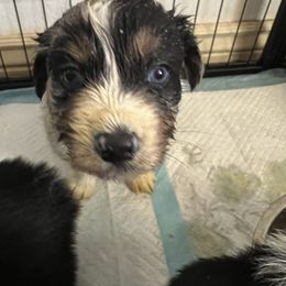 Australian Shepherd Puppies from Prairie Skies Farm