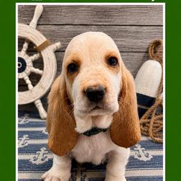 Green collar Male - Red and white male Basset Hound puppy in Columbia, South Carolina from Pawmetto Hounds