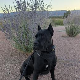 Nave' - Cane Corso