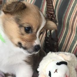 Hickory Springs Luca - Sable Pembroke Welsh Corgi puppy in Lima, New York from Hickory Springs Corgis