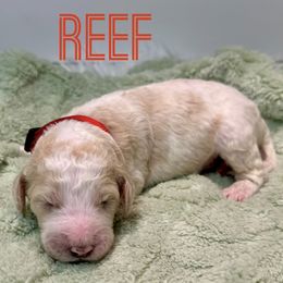 Aussiedoodle and Goldendoodle Puppies from Toledo Creek Doodles