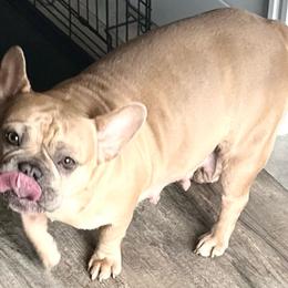 Mable - Blue fawn female French Bulldog puppy in Michigan from Fur Baby Farms