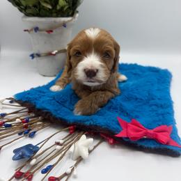 Remington - Red female Cavapoo puppy in Central, Arizona from Desert Valley Doodles