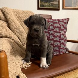 Boots - Gray brindle female Cane Corso puppy in Utah from 3Lake Kennelz