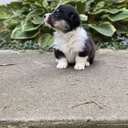 Pembroke Welsh Corgi Puppies from A&A’s Adorable Corgis