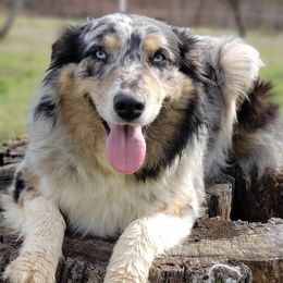 Cate - Australian Shepherd